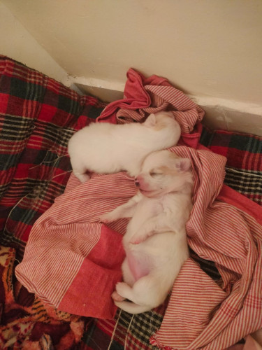 2 pomerian female